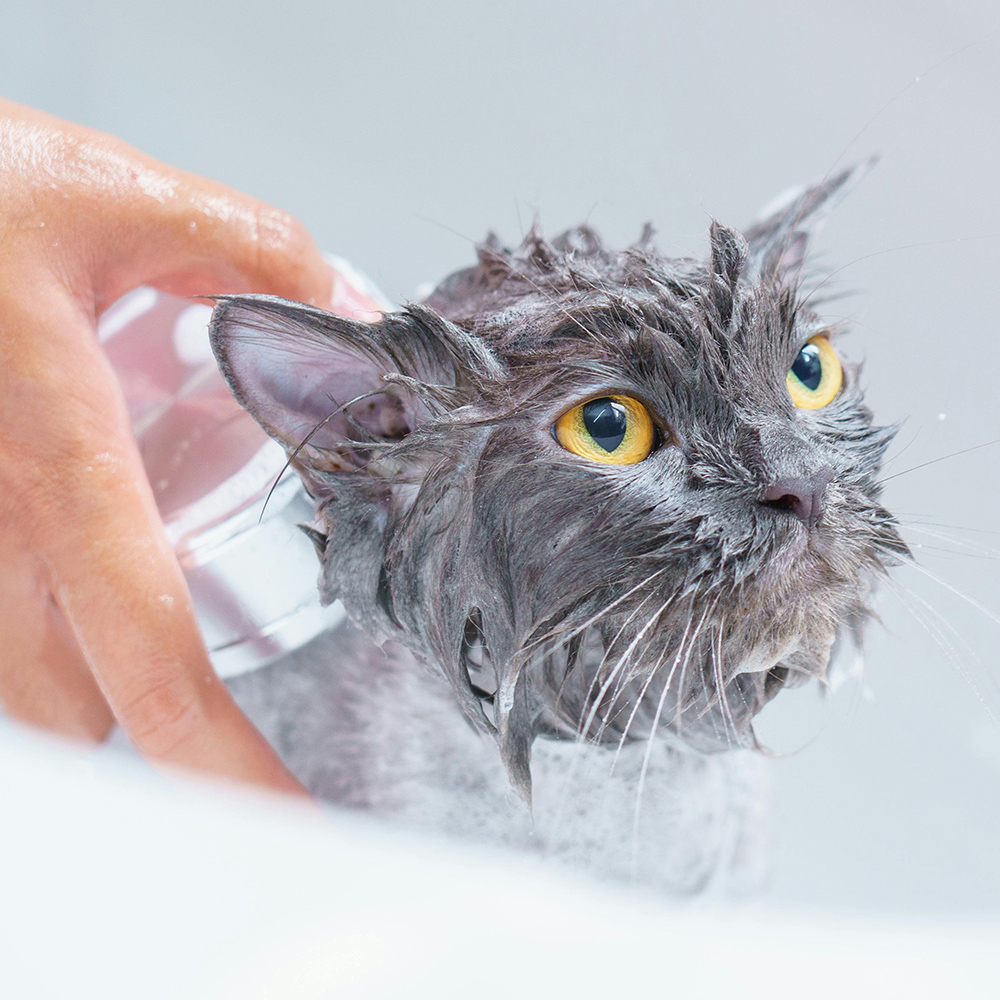 猫咪洗护