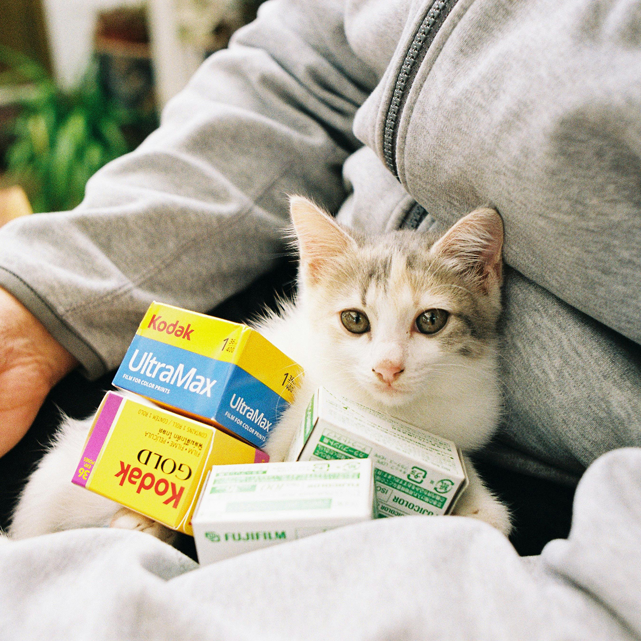 猫咪陪护案例
