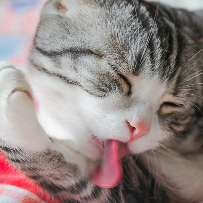 猫咪洗护案例
